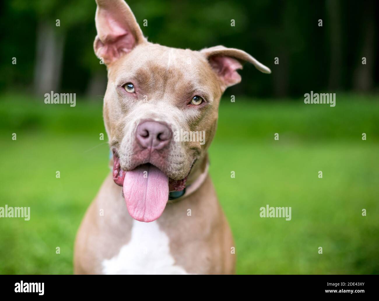 Un felice Pit Bull Terrier razza mista cane con uno orecchio verticale e un orecchio floppy che ascolta con una testa inclinazione Foto Stock