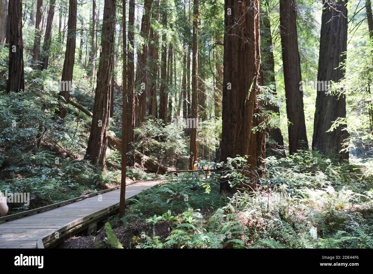 Scene di Muir Woods, San Francisco, California. Foto Stock