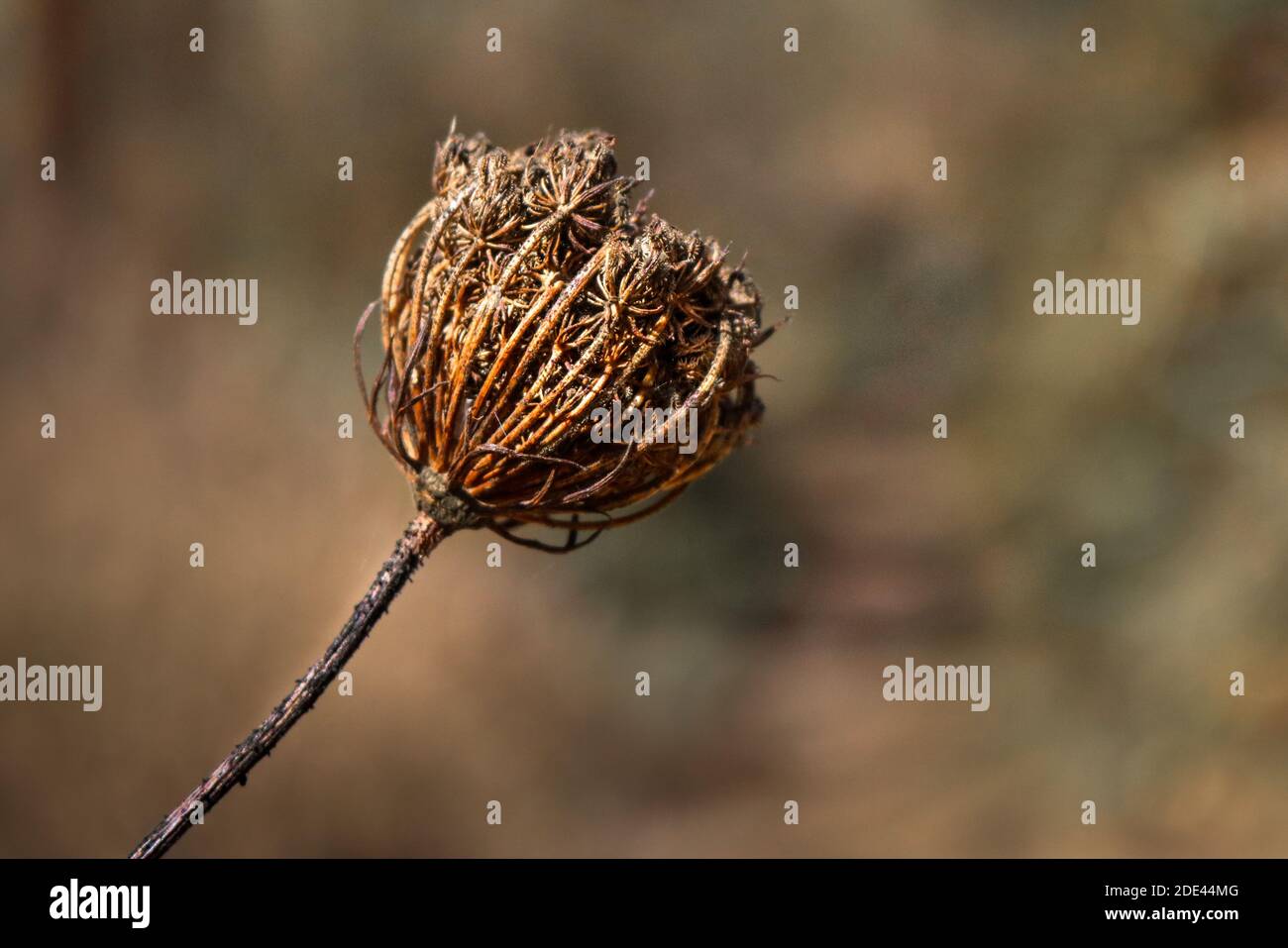 Dettaglio di dente di leone essiccato in un campo durante la stagione secca. Paesaggio autunnale in tonalità dorate e marroni. Mettere a fuoco in primo piano Foto Stock