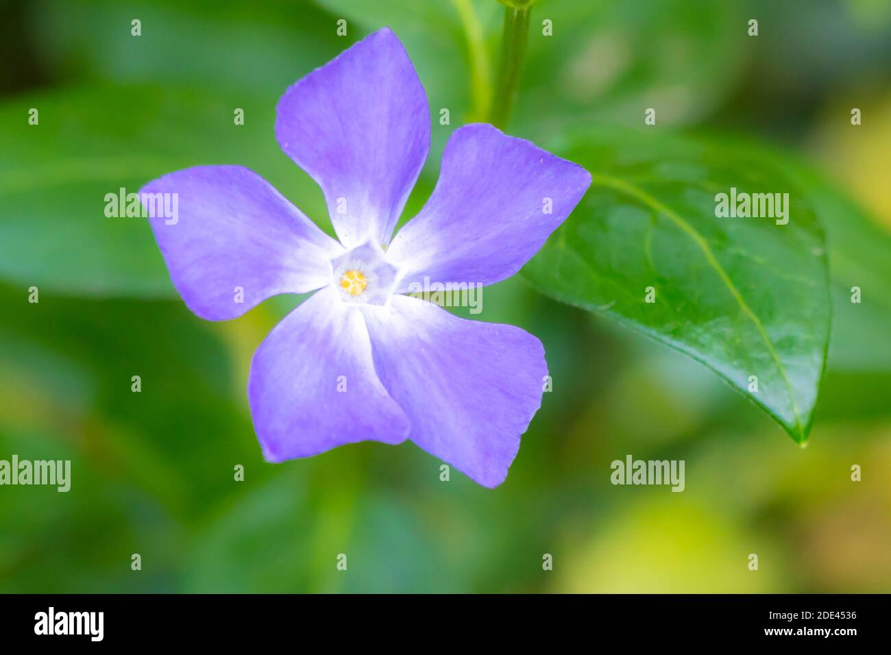 Vinca Major, con i nomi comuni perivinkle bigleaf, perivinkle grande, perivinkle maggiore e perivinkle blu, è una specie di pianta fiorente in Th Foto Stock