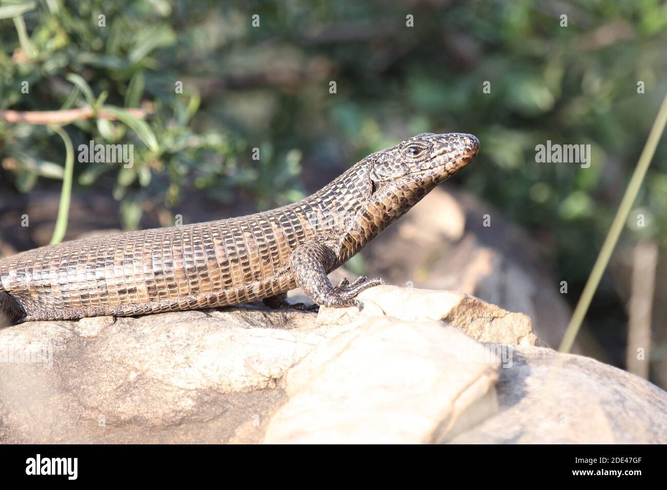 Felsen-Schildechse / placcato gigante lizard / Gerrhosaurus validus Foto Stock