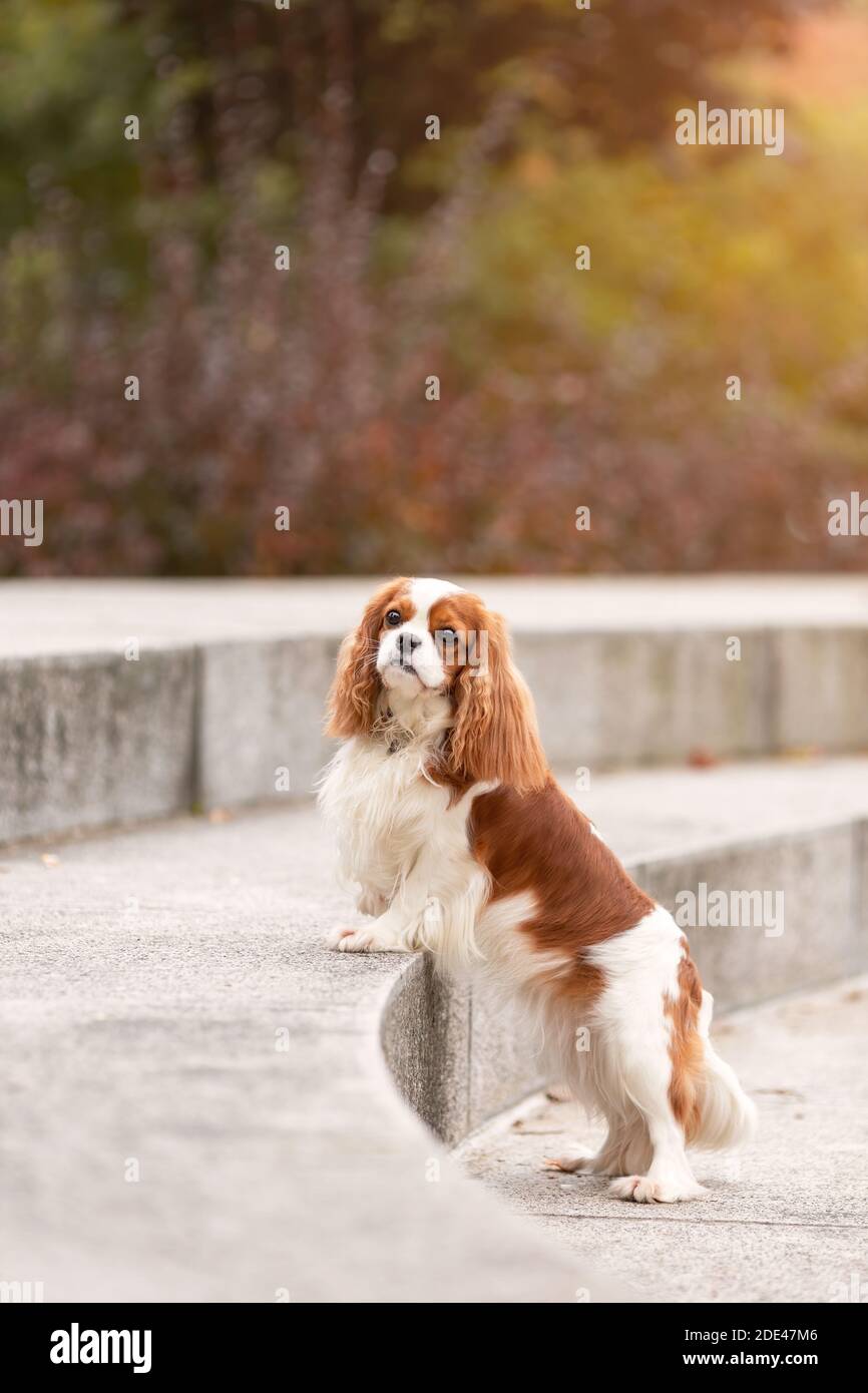 Grazioso cavalier re charles spaniel cane in piedi all'aperto in parco con foglie d'autunno. Ritratto di animale domestico in natura. Foto Stock