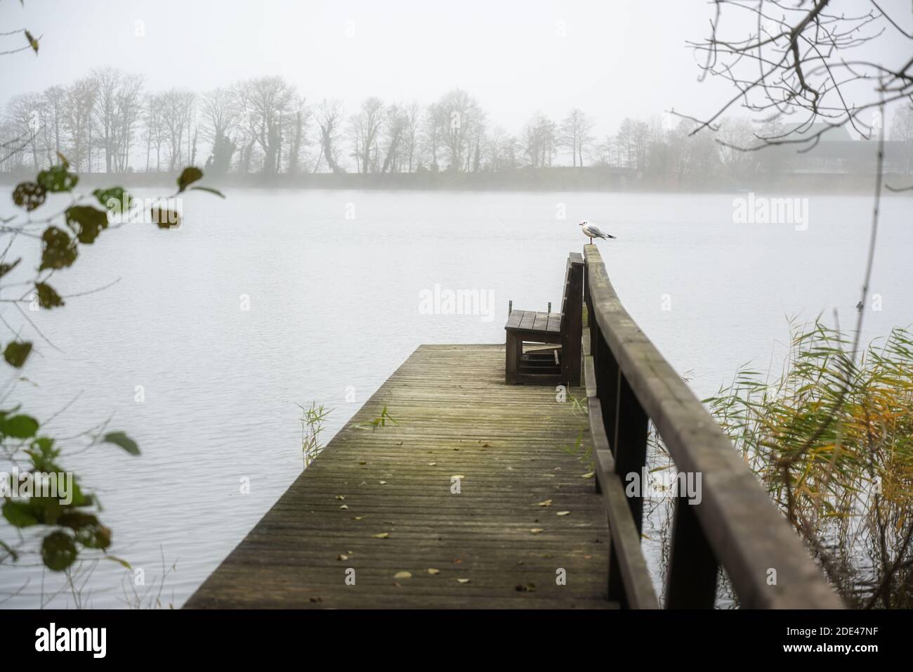 Molo di legno al lago con un gabbiano su un grigio nebby autunno giorno, copia spazio, fuoco selezionato Foto Stock