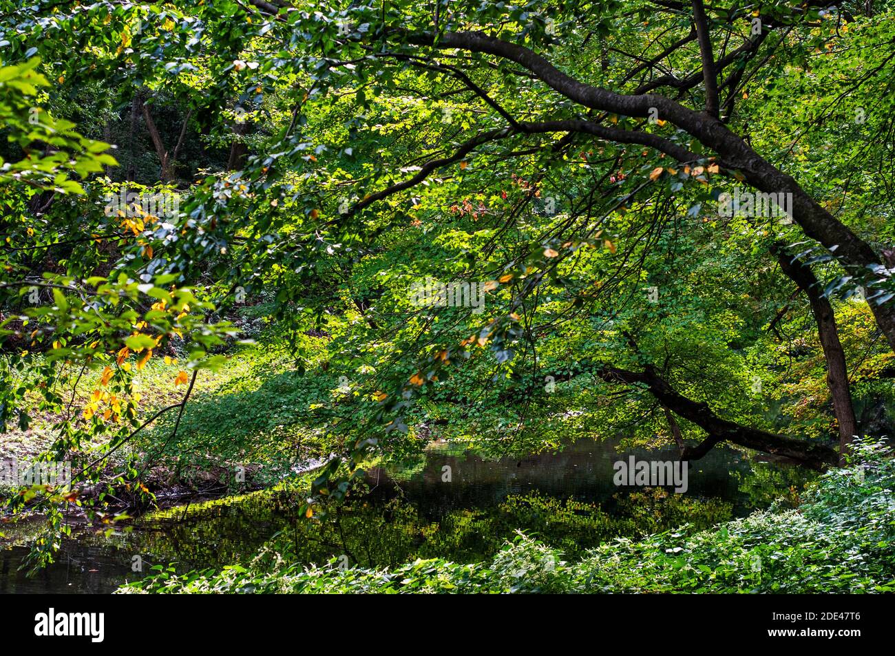 Bronx, New York: Alberi di mele di granchio con Daffodils gialli e bianchi sulla collina di Daffodil al Giardino Botanico di New York Foto Stock