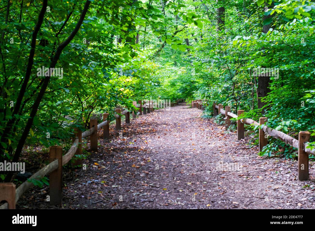 Bronx, New York: Alberi di mele di granchio con Daffodils gialli e bianchi sulla collina di Daffodil al Giardino Botanico di New York Foto Stock