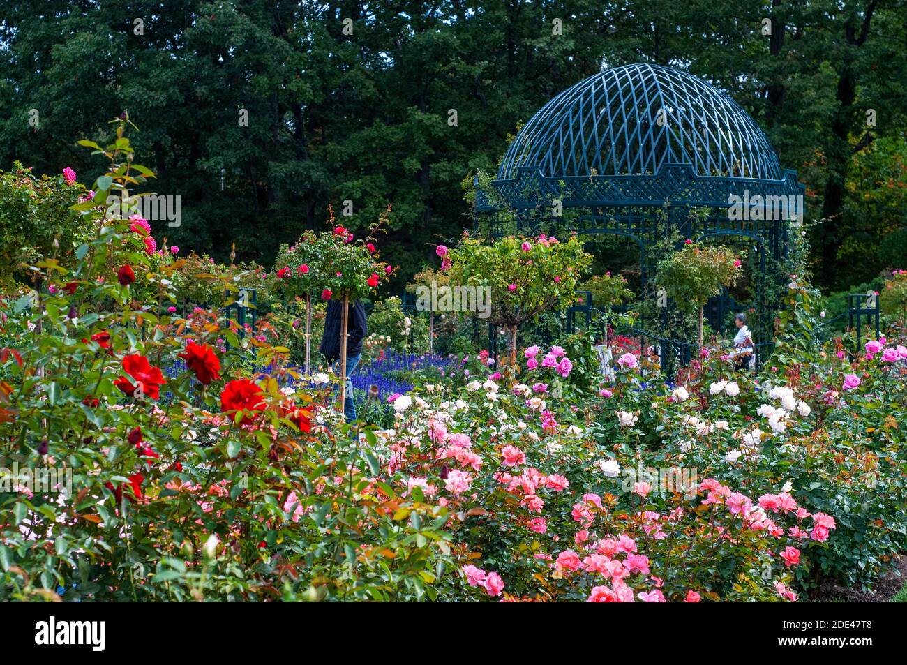PEGGY ROCKEFELLER ROSE GARDEN o Cranford Rose Garden al Brooklyn Botanical Garden, Brooklyn, New York. Foto Stock