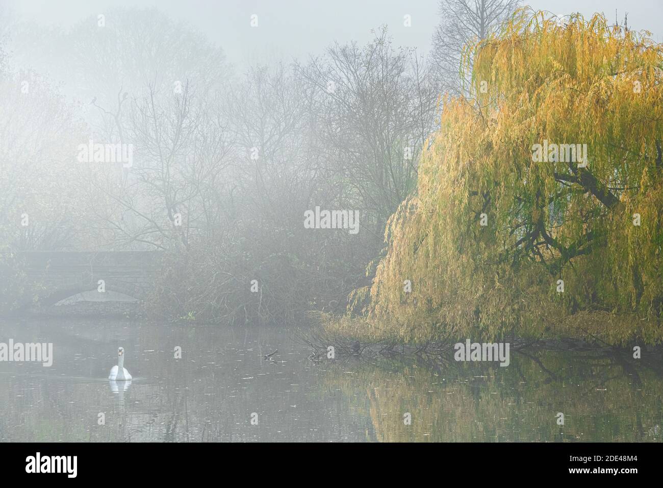Cane a piedi in una giornata nebbiosa in un parco di Londra in inverno Foto Stock