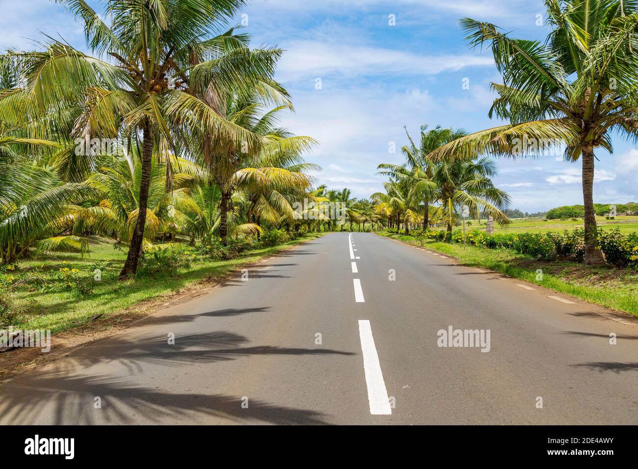 Palme da cocco e di strada nel sud del Isola tropicale di Mauritius Foto Stock