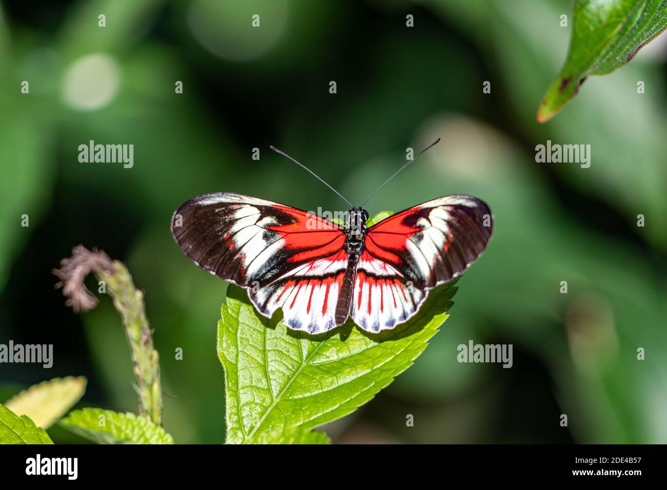 Piano Key Butterfly Heliconius melpomene ed erato la farfalla rossa del postino, il postino comune o semplicemente il postino Foto Stock