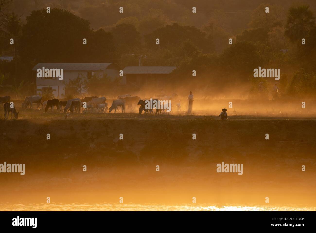 Mandria di bestiame contro la luce al fiume Irrawaddy, Mingun, Myanmar Foto Stock