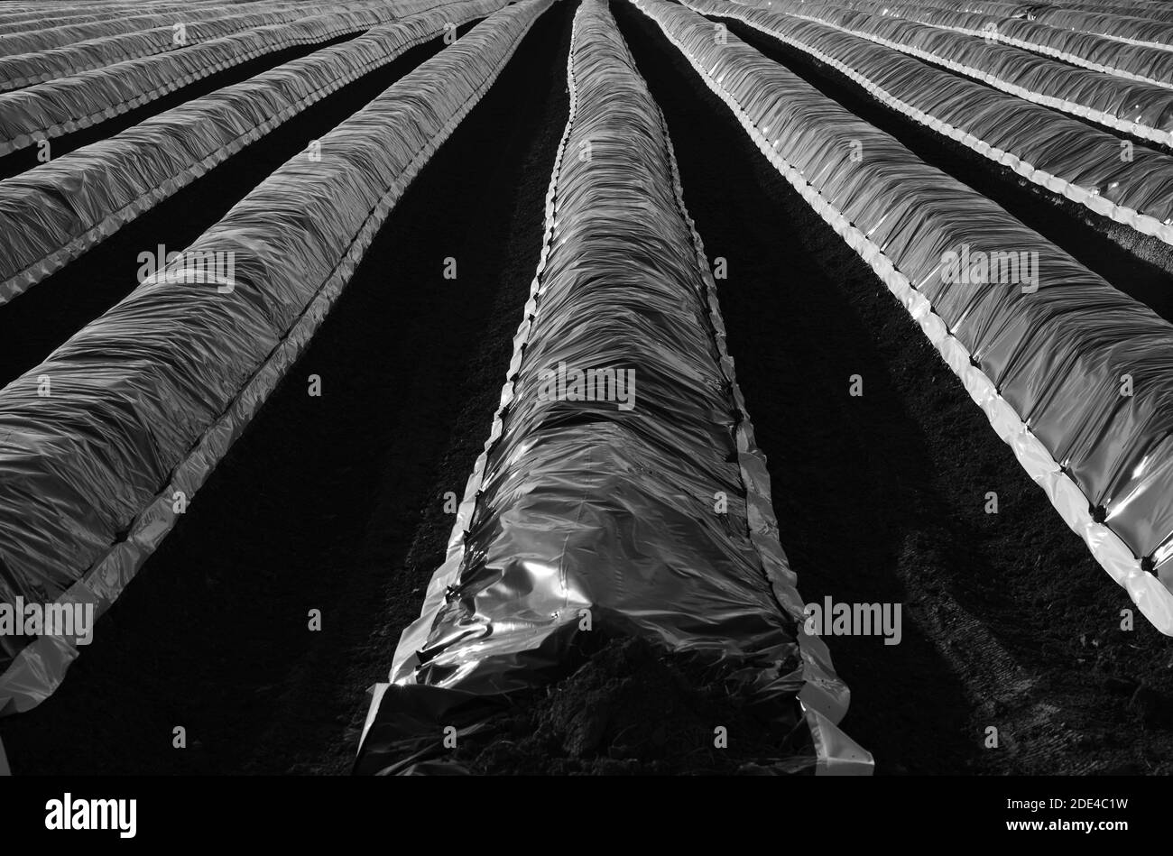 Pellicola di copertura su campo di asparagi in retroilluminazione, Schmidener Feld, Schmiden vicino Stoccarda, Baden-Wuerttemberg, Germania Foto Stock