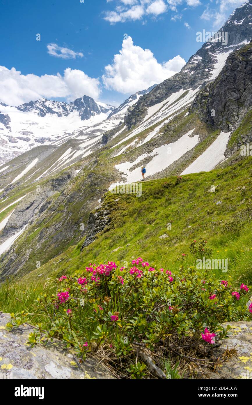 Escursionista in discesa dal Moerchnerscharte al rifugio Greizer, dietro il ghiacciaio Floitenkees e Floitenspitzen, Berliner Hoehenweg, Zillertaler Foto Stock