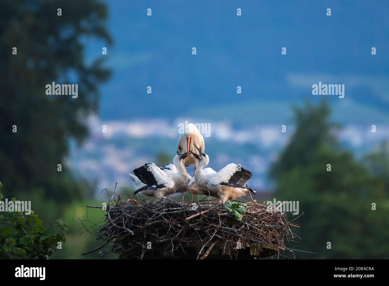 Cicogna bianca che alimenta giovani, Ciconia ciconia, Luetzelsee, Cantone di Zurigo, Svizzera Foto Stock