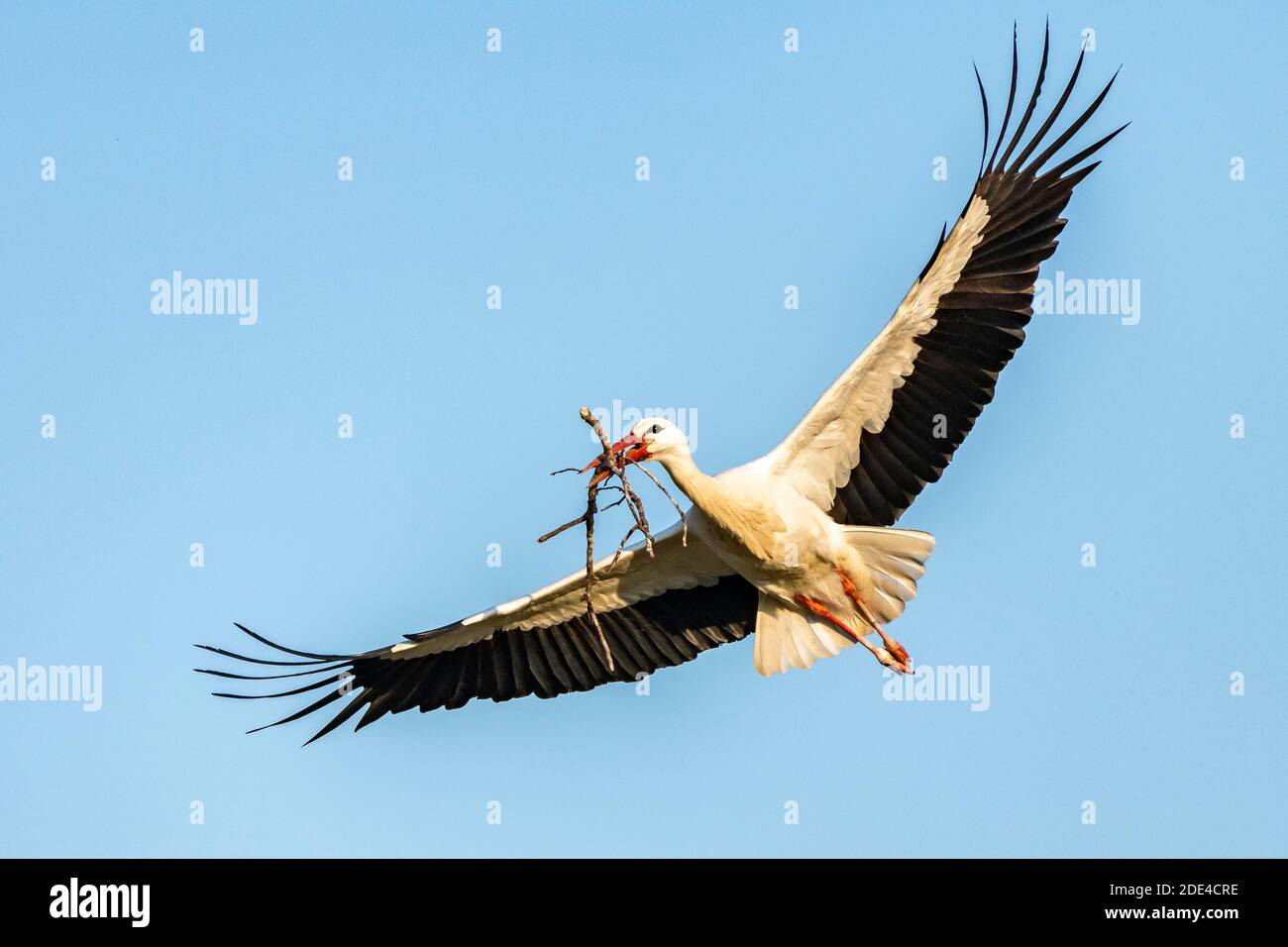 Cicogna bianca, volo con nidificazione, Ciconia ciconia, Luetzelsee, Cantone di Zurigo, Svizzera Foto Stock