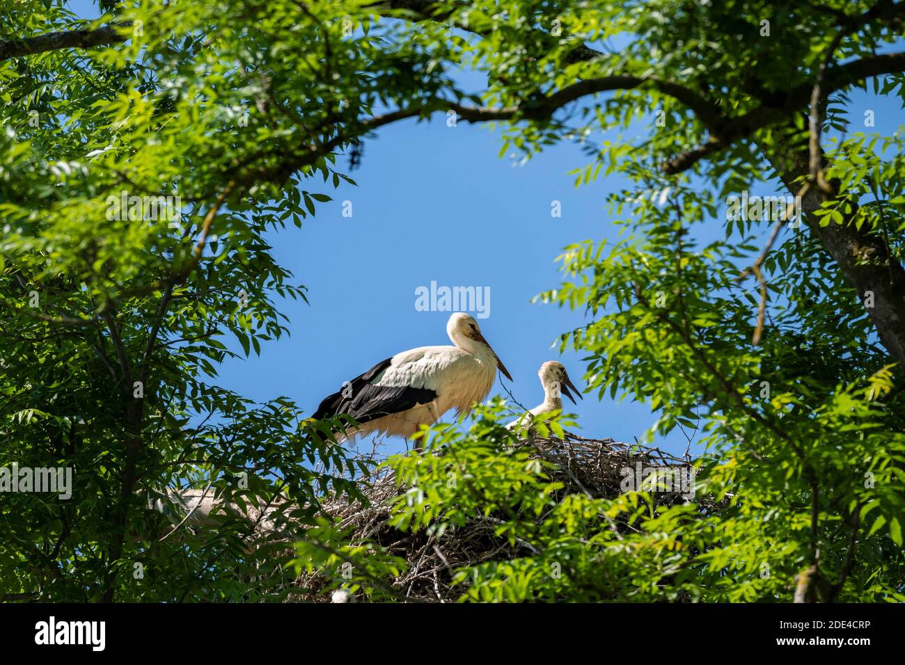 Cicogna bianca nel nido, adulto con giovane, Ciconia ciconia, Lago di Lucerna, Cantone di Zurigo, Svizzera Foto Stock
