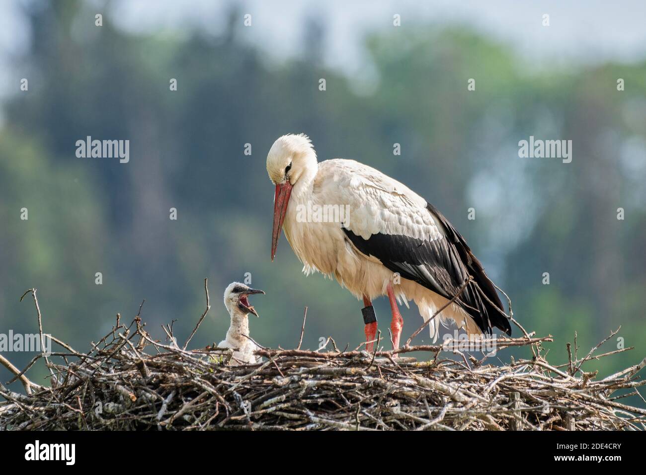 Cicogna bianca nel nido, adulto con giovane, Ciconia ciconia, Lago di Lucerna, Cantone di Zurigo, Svizzera Foto Stock