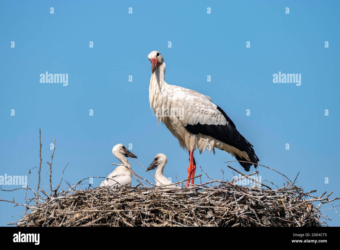 Cicogna bianca in nido, Alto con giovane, Ciconia ciconia, Luetzelsee, Cantone di Zurigo, Svizzera Foto Stock