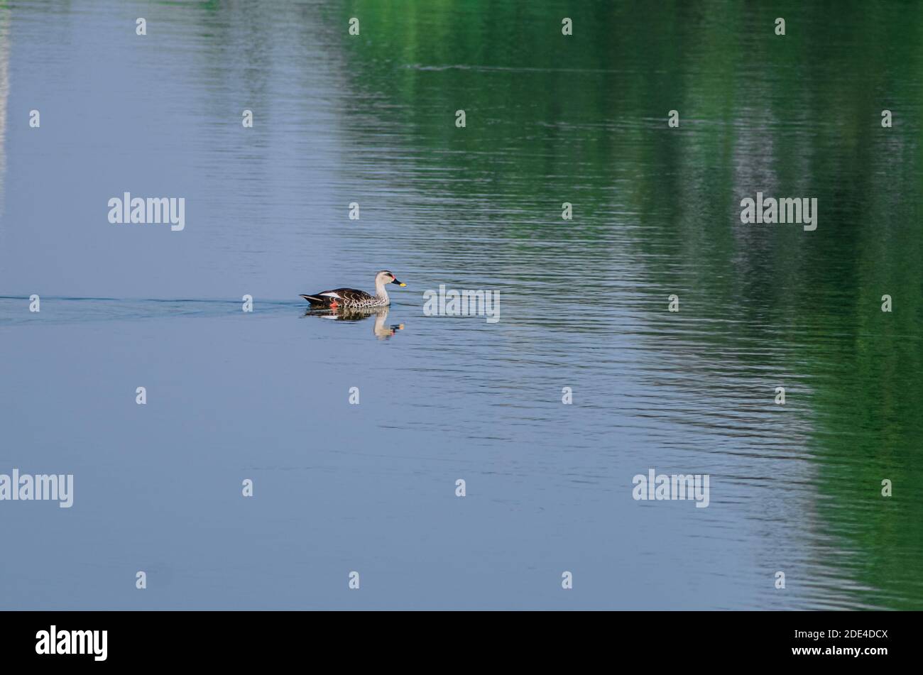 Spot fatturati anatra nuoto sulla superficie di acqua in lago Foto Stock