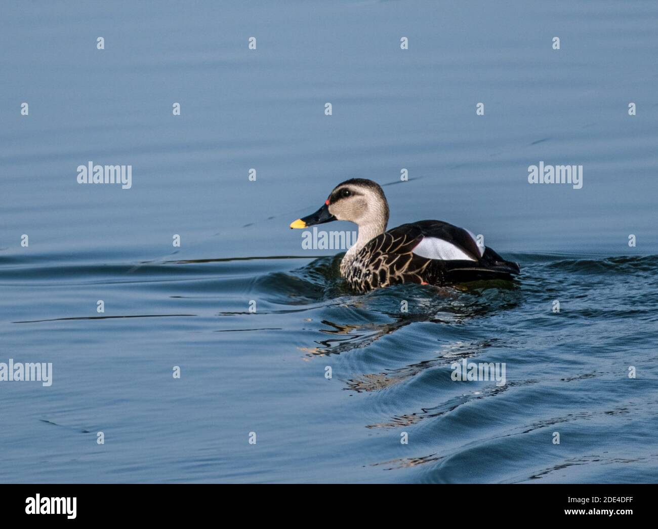 Spot fatturati anatra nuoto sulla superficie di acqua in lago Foto Stock