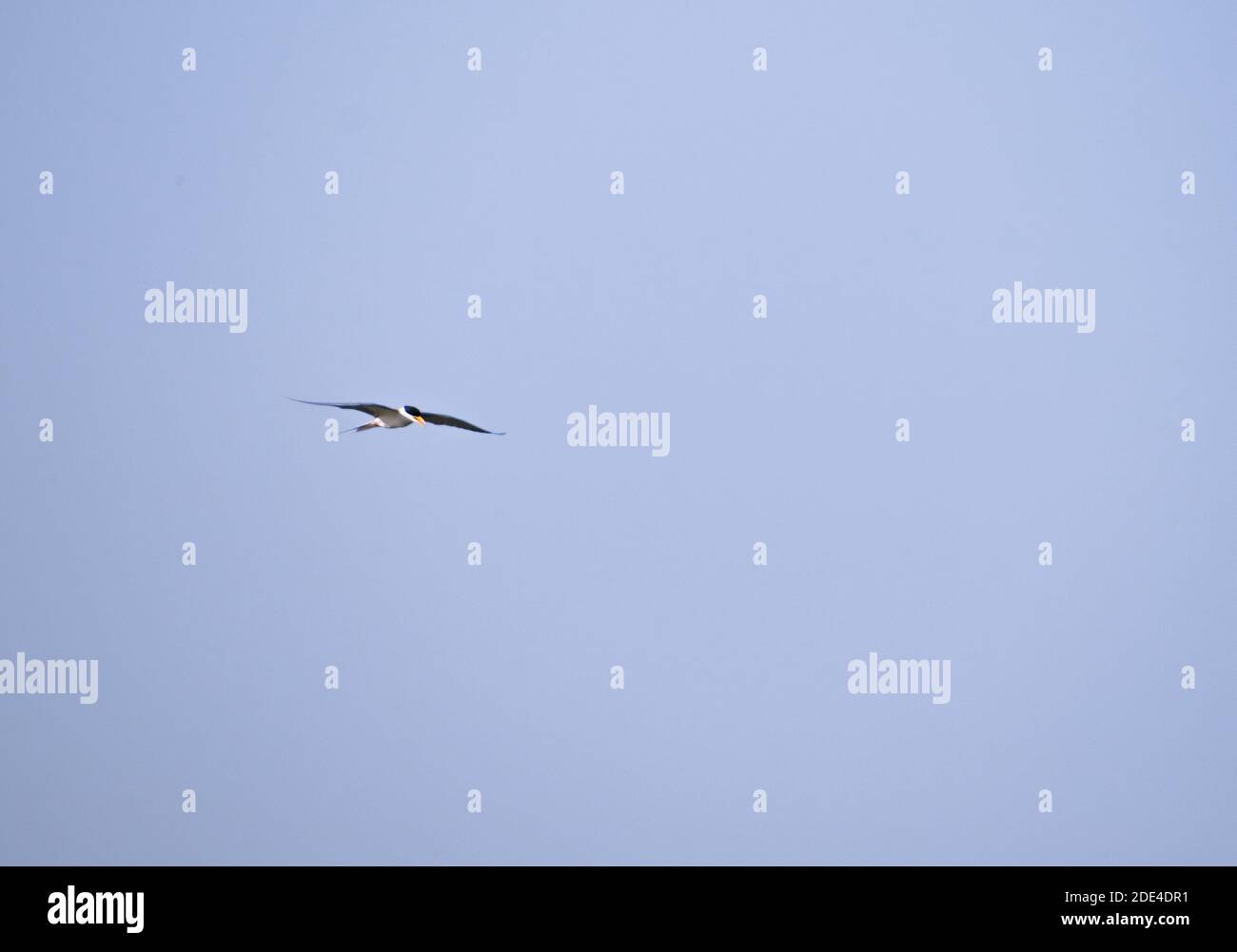 Uccello terno fluviale che vola nel cielo. Foto Stock