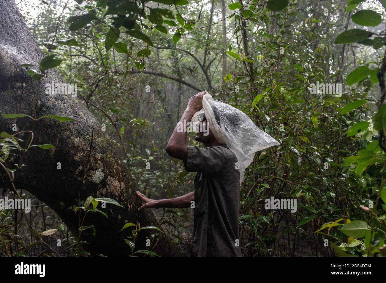Il collezionista di miele attende il suo compagno ai piedi dell'albero, si protegge con un foglio di plastica, Mongla, Sundarbans, Bangladesh Foto Stock