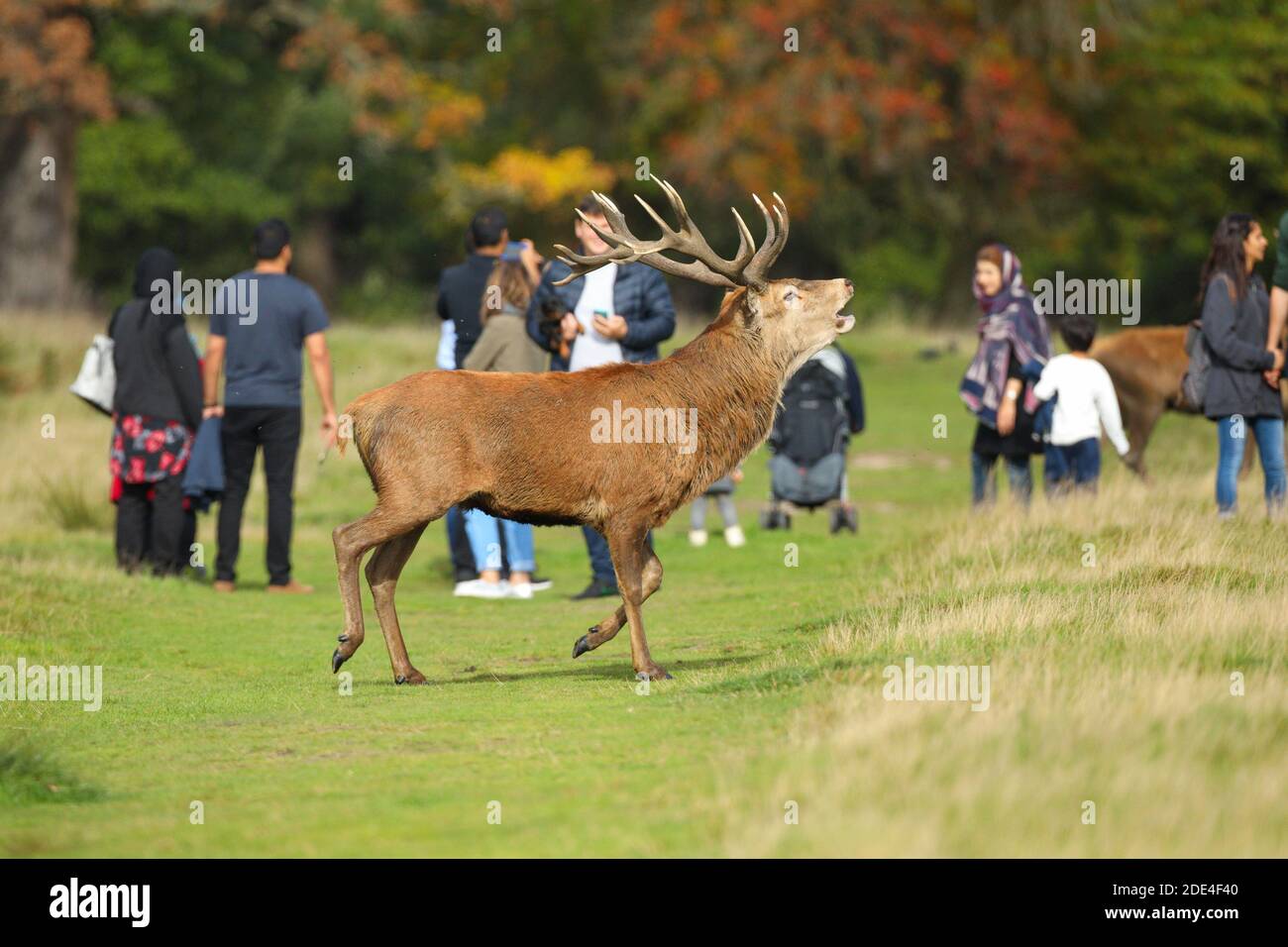 I visitatori del parco e dei cervi rossi, Richmond Park, Londra, Inghilterra, Cervus elaphus Foto Stock