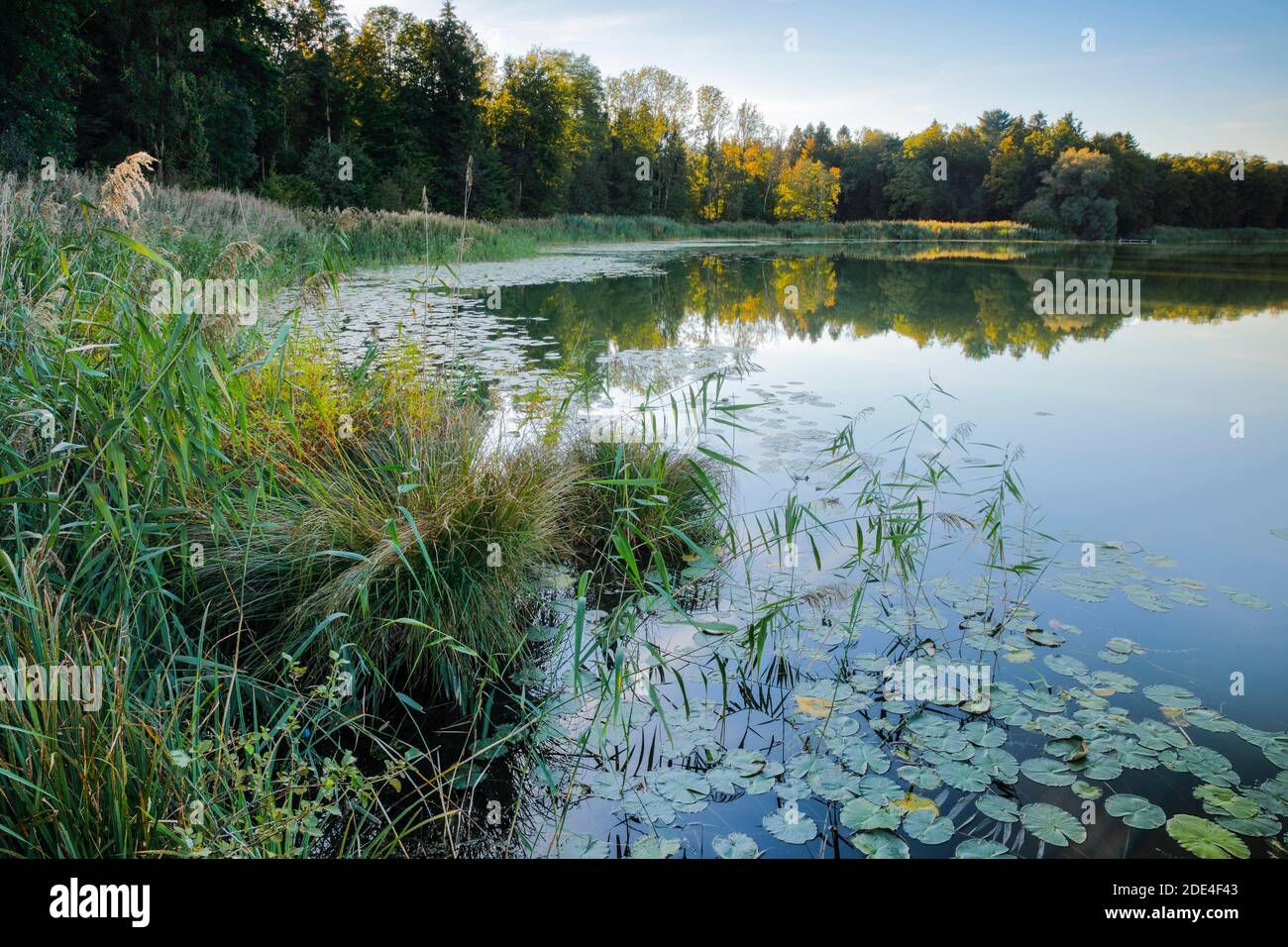 Lago di Burgaeschi, Soletta, Svizzera, Lago di Burgaeschi Foto Stock