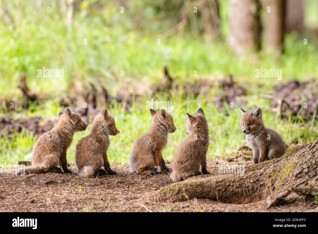 Cinque cuccioli di volpe rossa (Vulpes vulpes) di fronte alla foxhole, Austria Foto Stock