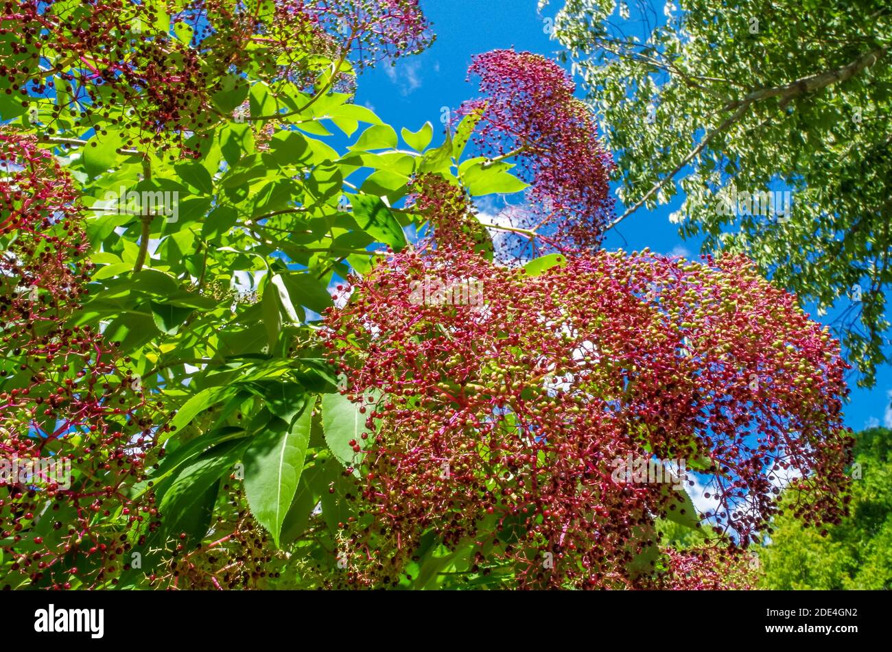 Red Flowering Tree, Sandwich, ma Foto Stock