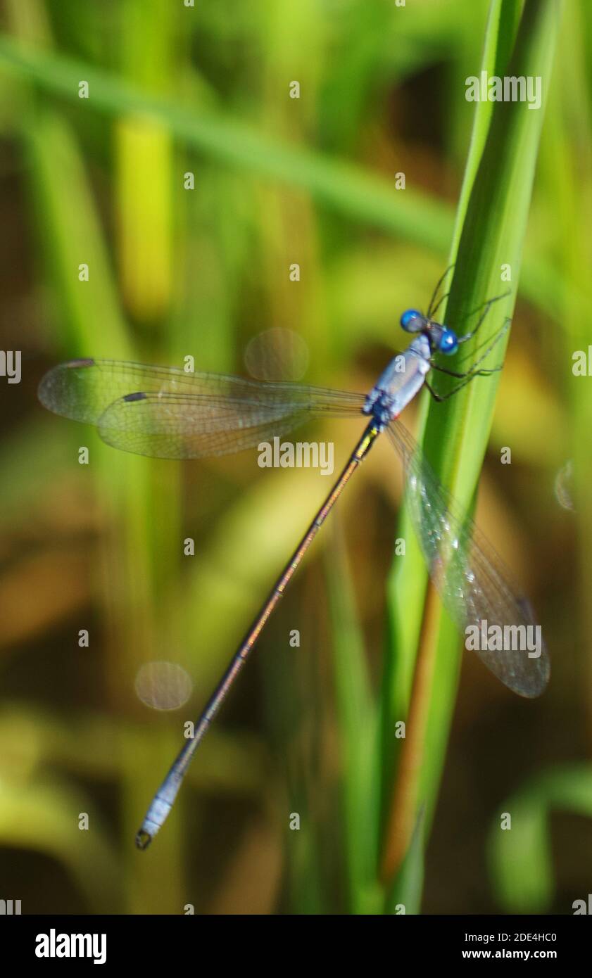 Damsel per laghetto Dragonfly verticale Foto Stock