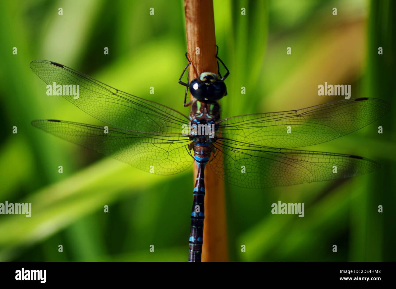Dettaglio di Darner Dragonfly Foto Stock