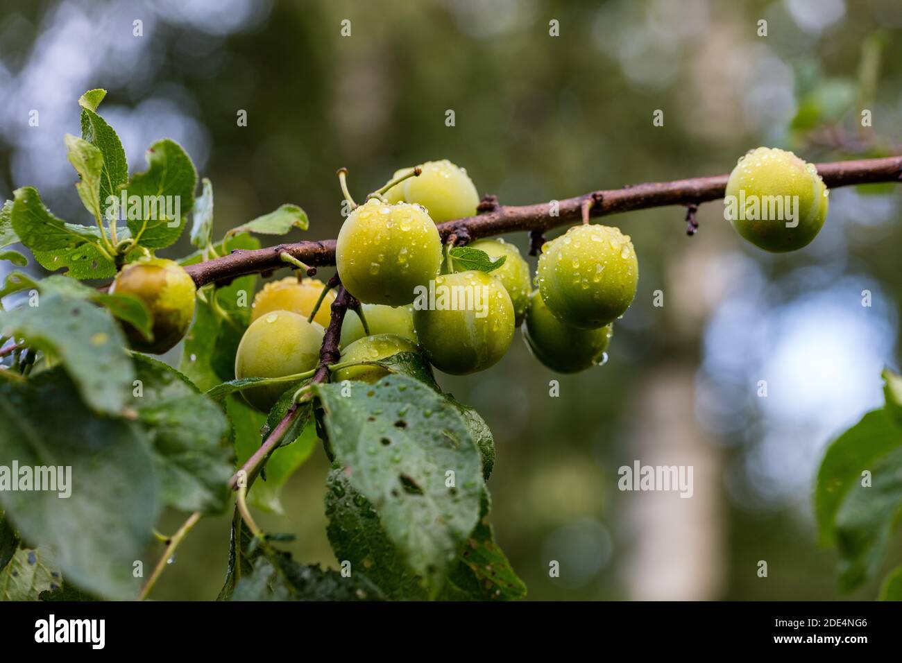 "Reine Claude d'Oullins' prugna, Plommon (Prunus domestica) Foto Stock