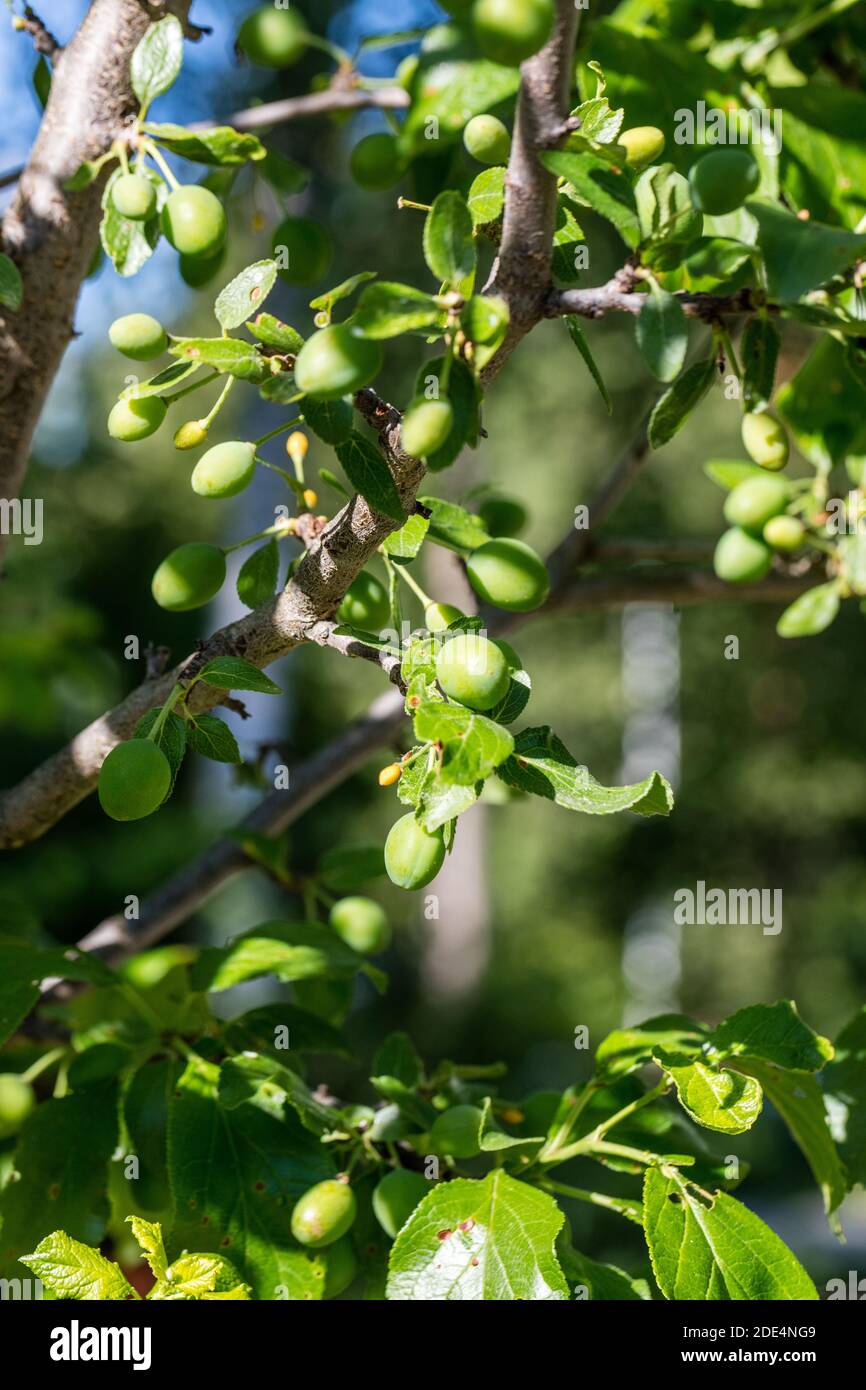 "Reine Claude d'Oullins' prugna, Plommon (Prunus domestica) Foto Stock