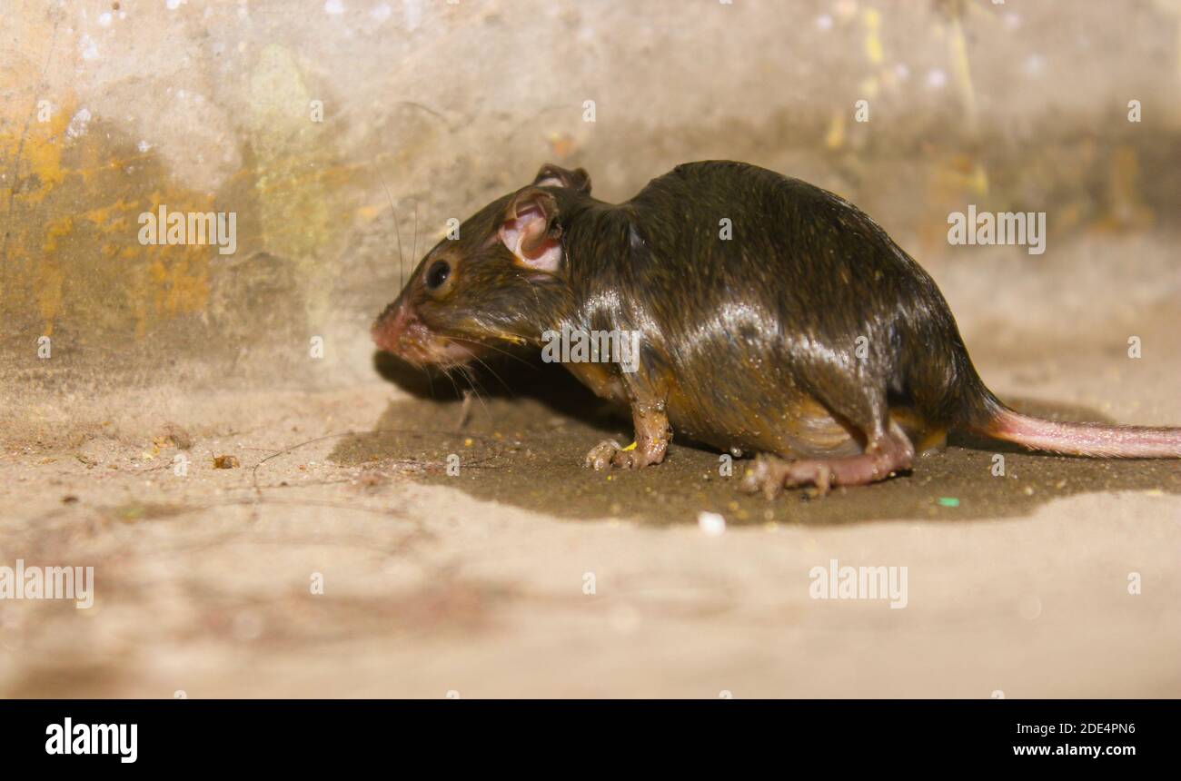 Una foto di ratto sul pavimento in casa Foto Stock