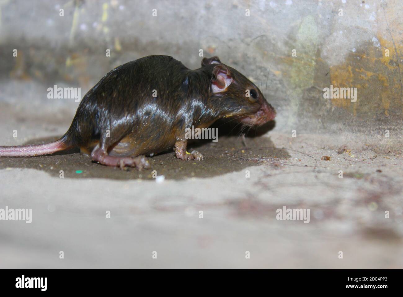 Una foto di ratto sul pavimento in casa Foto Stock