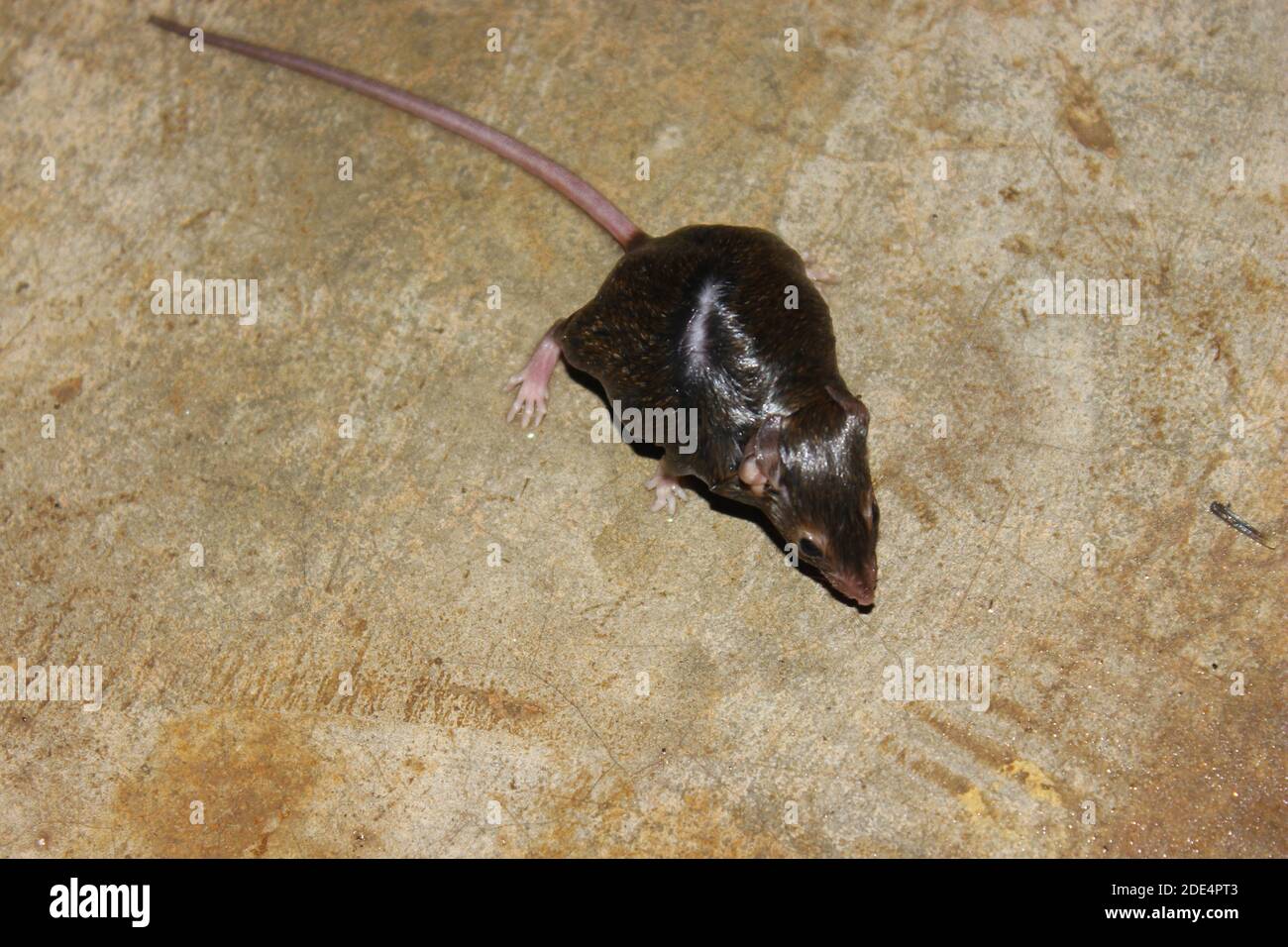 Una foto di ratto sul pavimento in casa Foto Stock