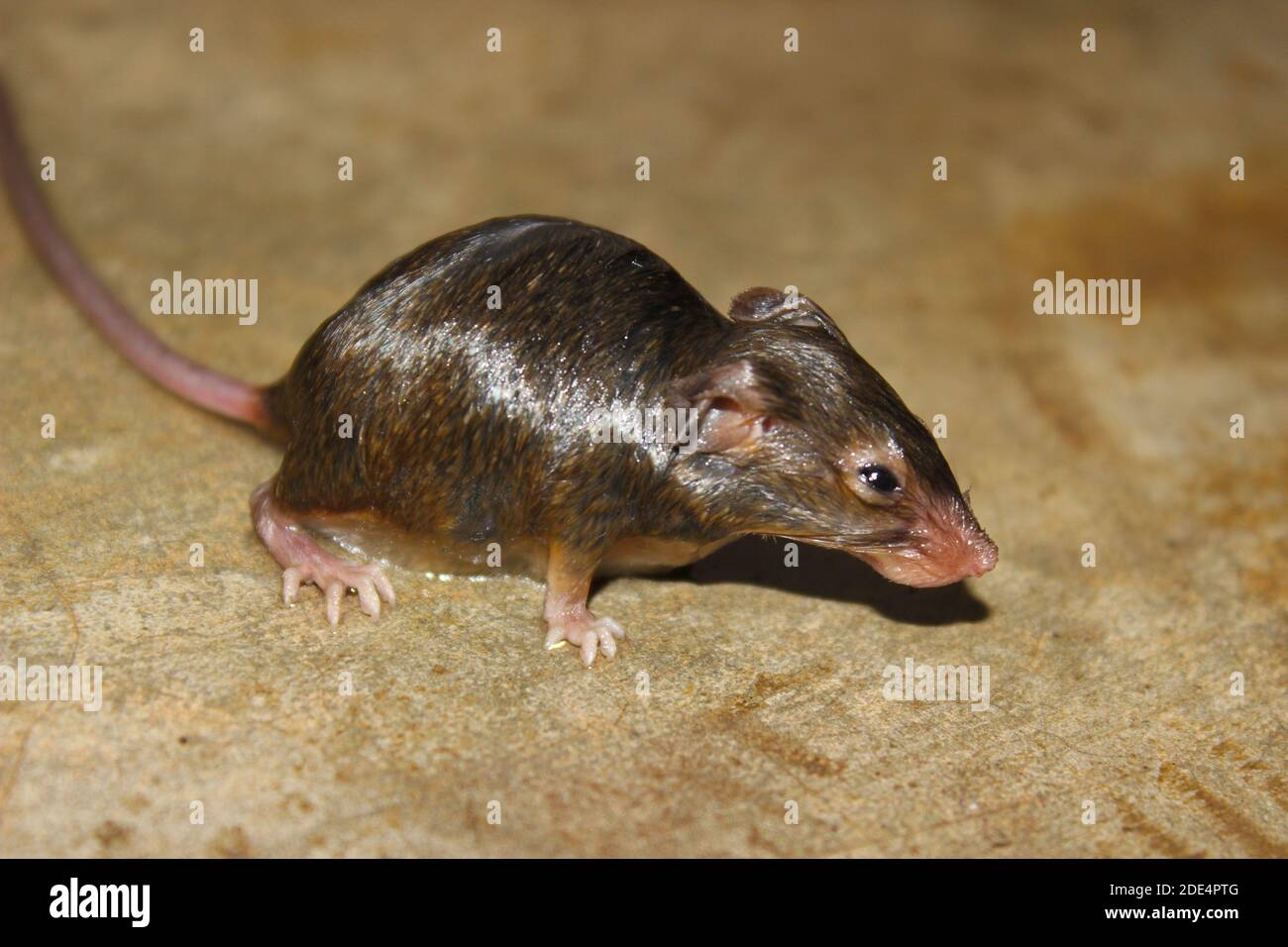 Una foto di ratto sul pavimento in casa Foto Stock