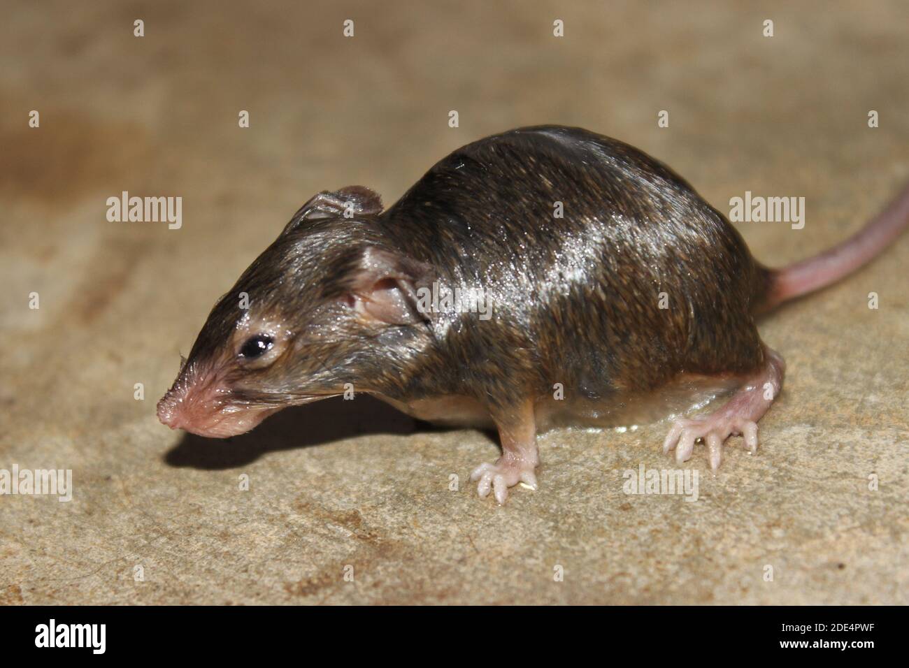 Una foto di ratto sul pavimento in casa Foto Stock
