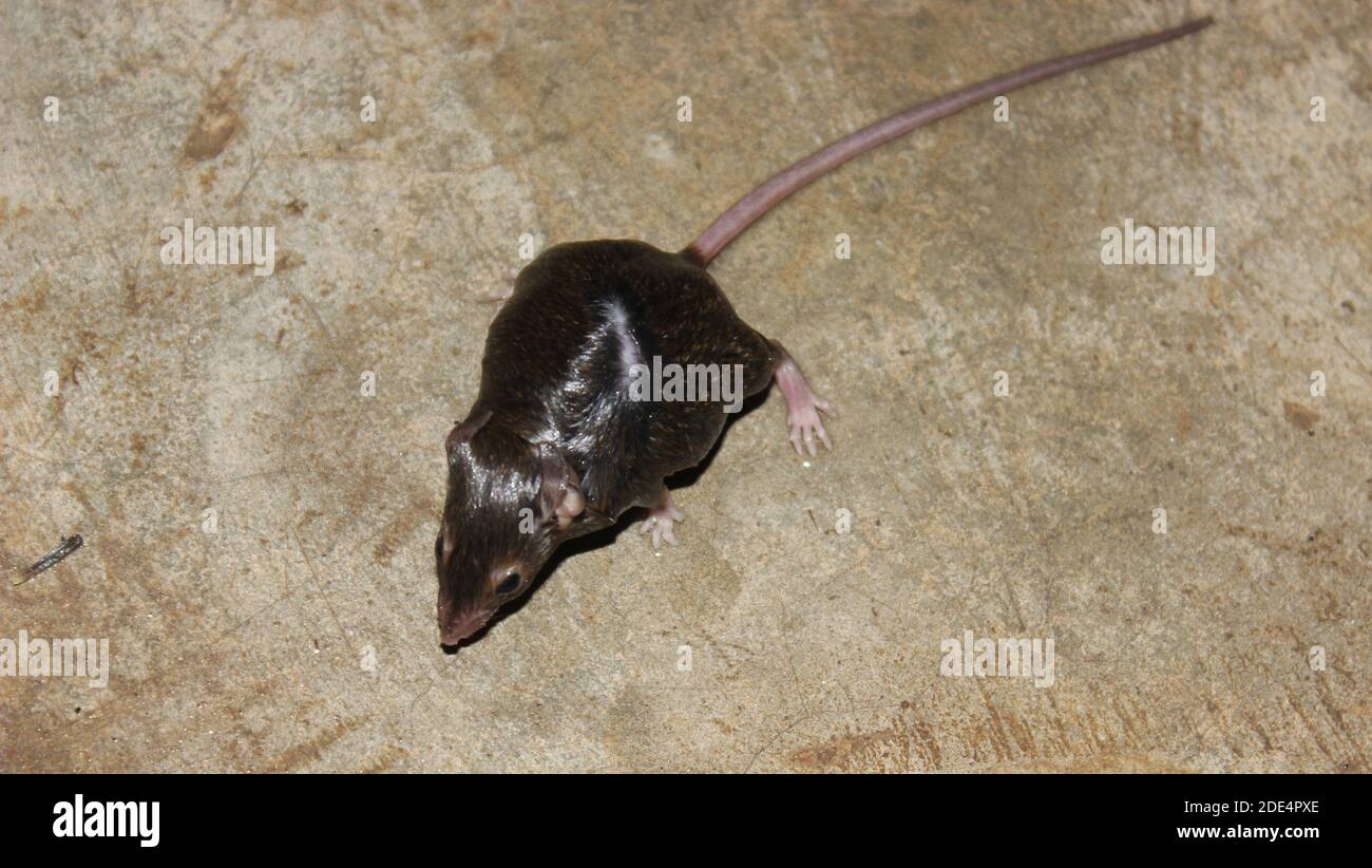 Una foto di ratto sul pavimento in casa Foto Stock
