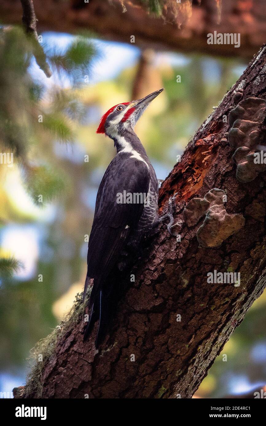 Un Picchio Pileated maschio (Dryocopus pileatus) al Point Reyes National Seashore, California Foto Stock