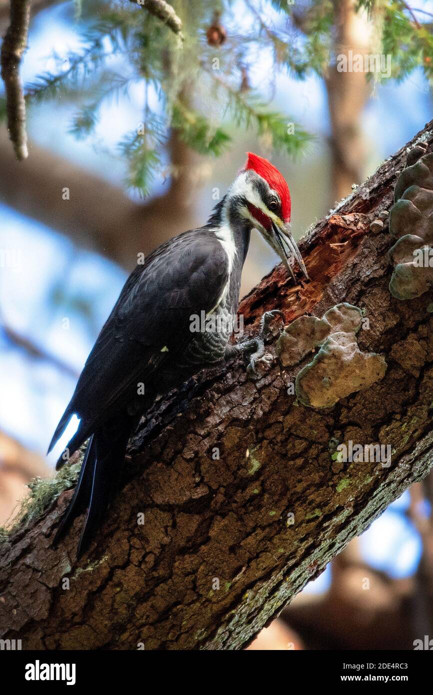 Un picchio Pileated maschio che perfora un buco in un albero (Dryocopus pileatus) a Point Reyes National Seashore, California Foto Stock