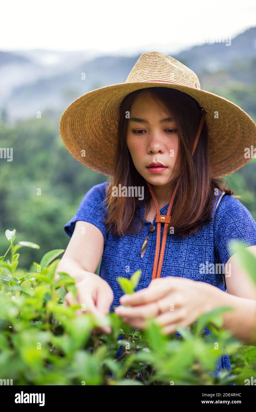 femmina contadina asiatica in stile tribale costume portare cesto tessuto Origine stile di vita su piantagione di tè altopiano bella posizione del Nord Thailandia Foto Stock