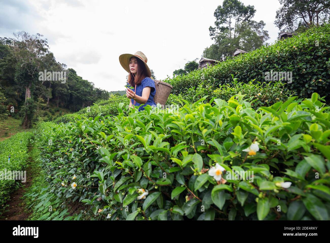 femmina contadina asiatica in stile tribale costume portare cesto tessuto Origine stile di vita su piantagione di tè altopiano bella posizione del Nord Thailandia Foto Stock