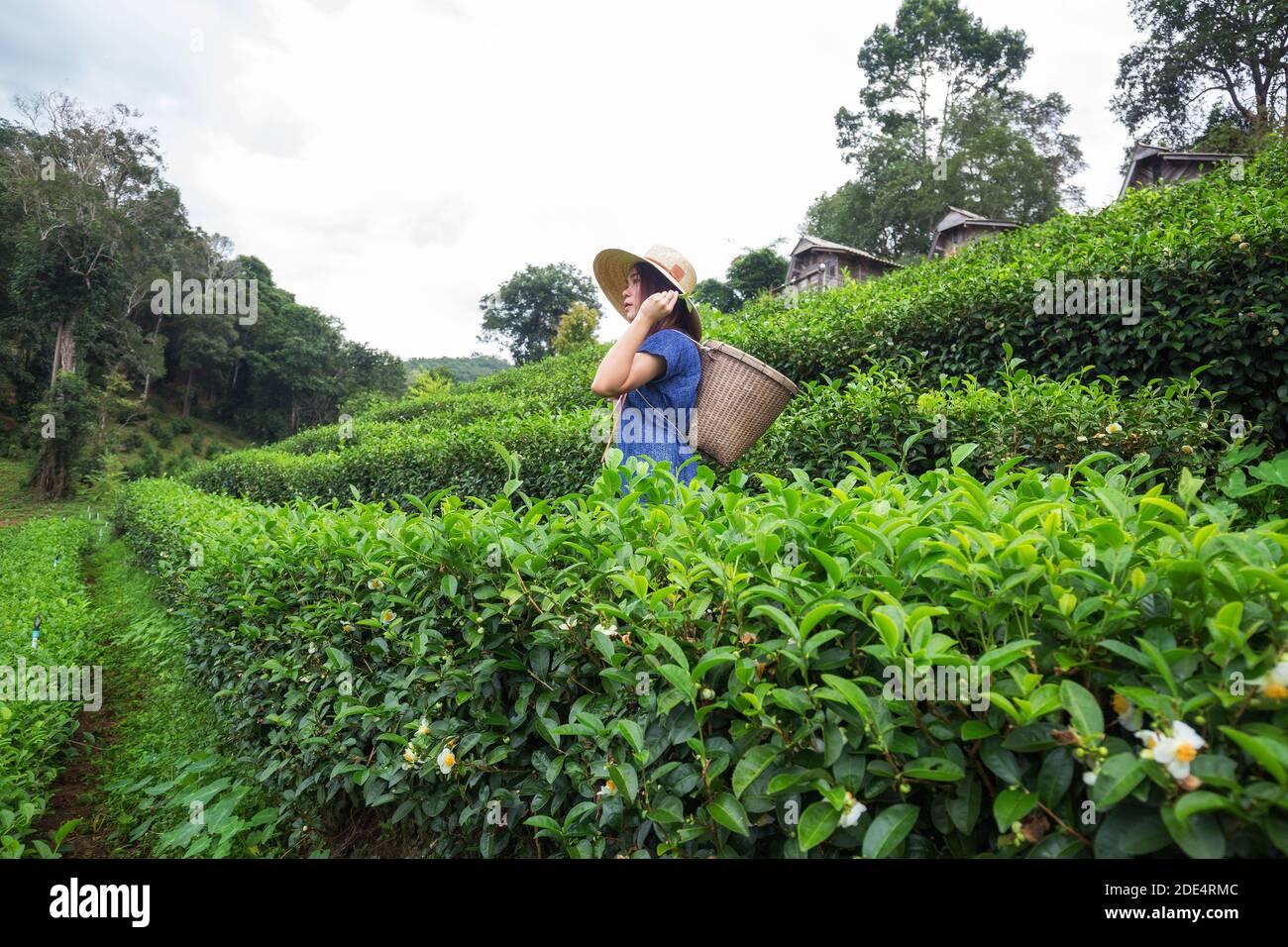 femmina contadina asiatica in stile tribale costume portare cesto tessuto Origine stile di vita su piantagione di tè altopiano bella posizione del Nord Thailandia Foto Stock
