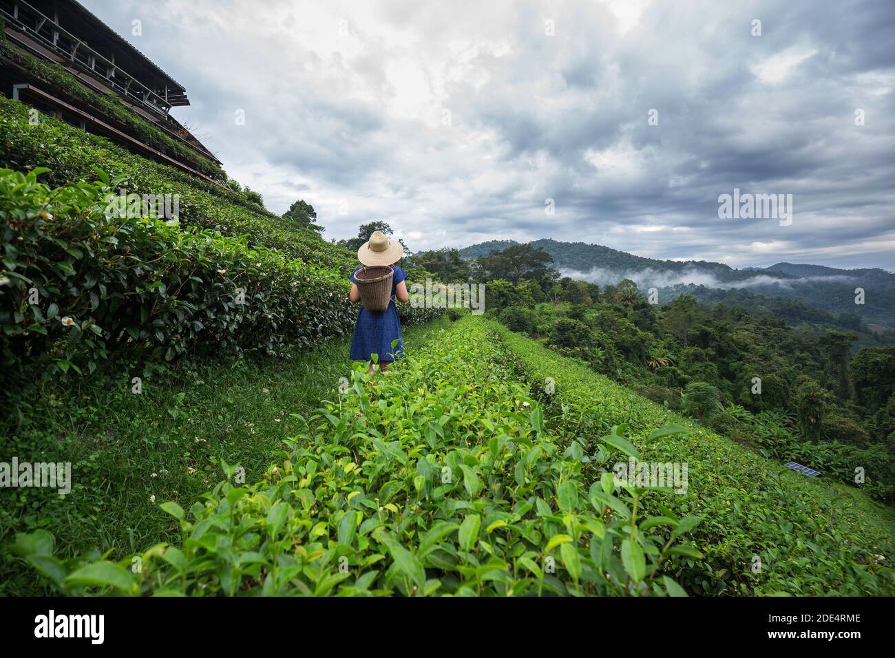 femmina contadina asiatica in stile tribale costume portare cesto tessuto Origine stile di vita su piantagione di tè altopiano bella posizione del Nord Thailandia Foto Stock