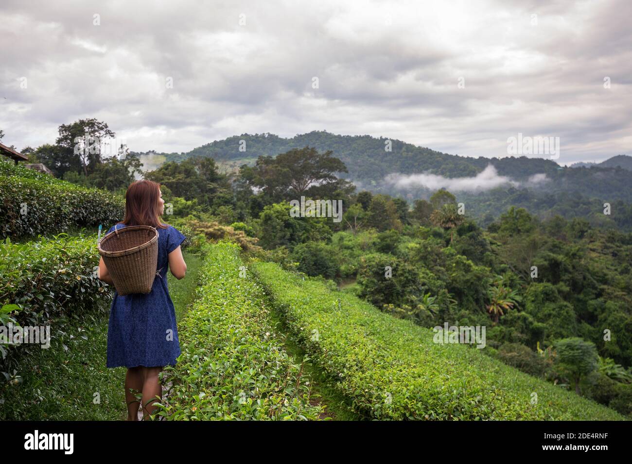 femmina contadina asiatica in stile tribale costume portare cesto tessuto Origine stile di vita su piantagione di tè altopiano bella posizione del Nord Thailandia Foto Stock