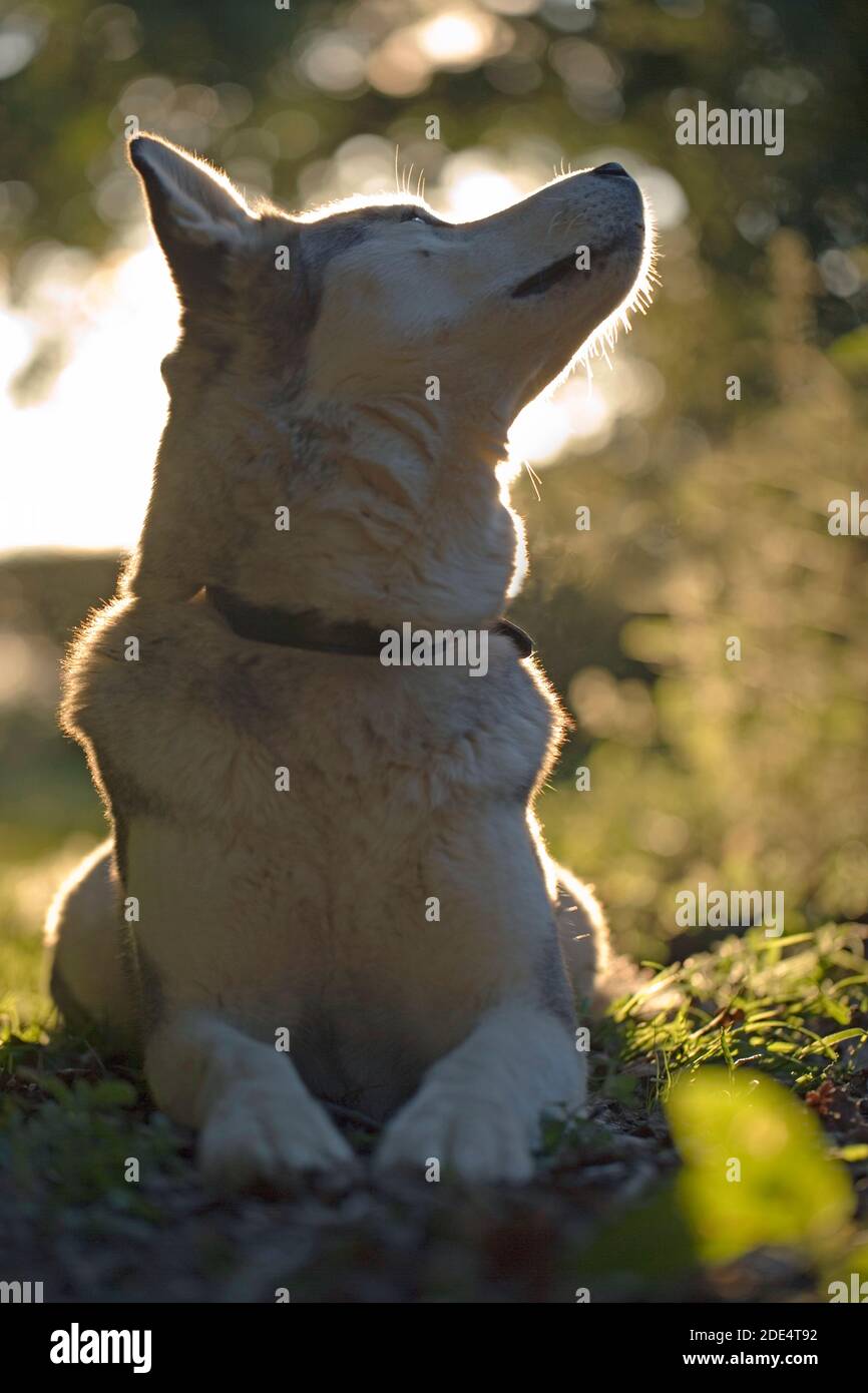 Husky siberiano, razza domestica di cane (Canis lupus familiaris). Bordo verticale illuminato dalla luce solare. Mettere in discussione gli stimoli di disturbo locali. Foto Stock