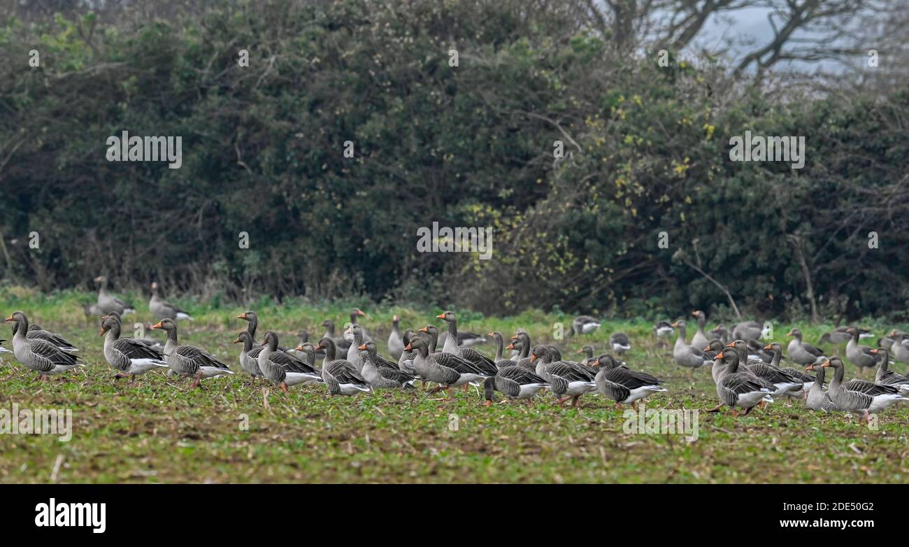Flock of Greylag oche Anser anser su terreni coltivabili nel Nord Norfolk, Regno Unito Foto Stock