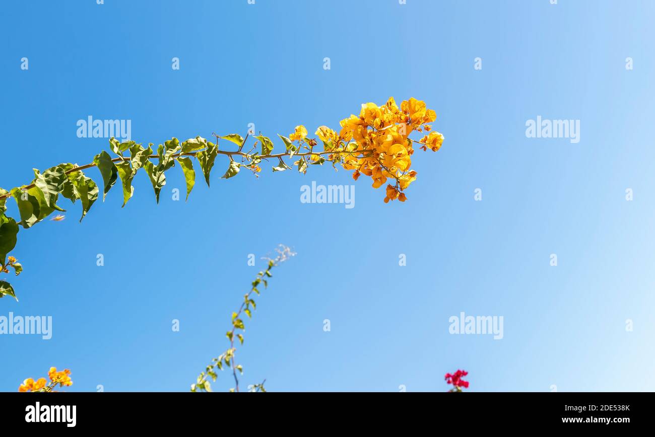 Ramo di fiori sullo sfondo blu del gradiente del cielo. Foto Stock