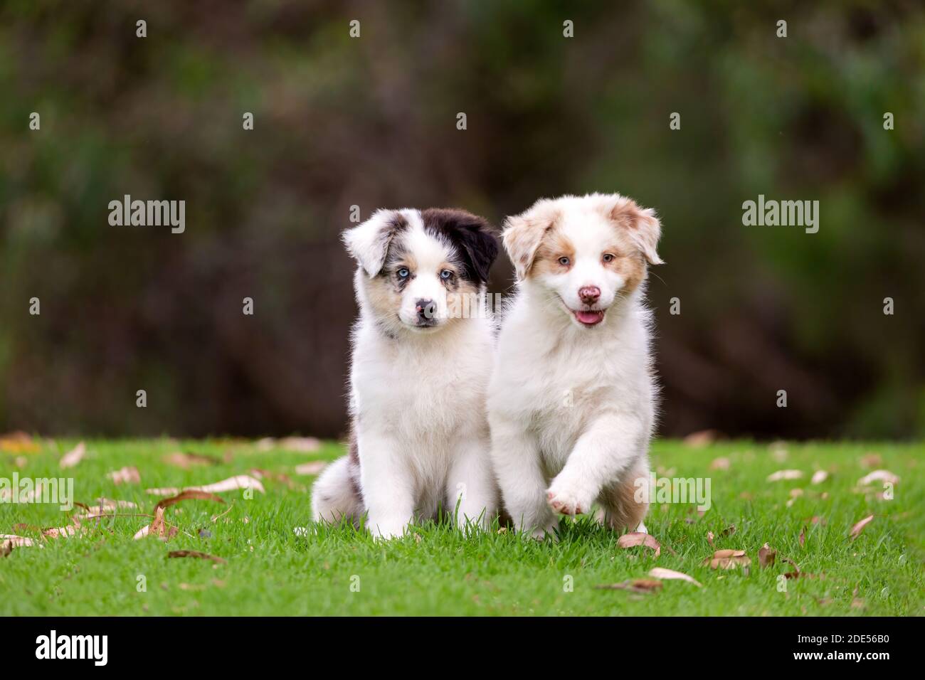 I cuccioli australiani del Pastore seduti sull'erba verde. Foto Stock